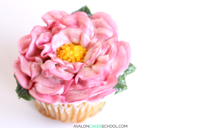 Pink open peony buttercream flower on top of a cupake